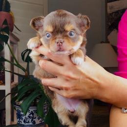 Angel 9900( chocolate tri-color ) - Chocolate and tan female Chihuahua puppy in Santa Rosa Beach, Florida from Eva's Chihuahua