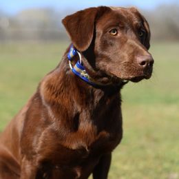 Doc - Labrador Retriever
