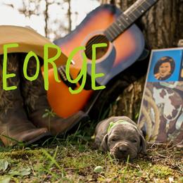 George - Blue male Weimaraner puppy in Talking Rock, Georgia from North Georgia Weims