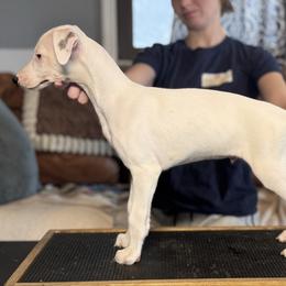 Cloud - White male Whippet puppy in Kentucky from Wildbriar Whippets