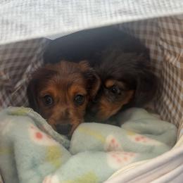 Sunny - Dapple female Dachshund puppy in Mountain Home, Arkansas from Furry Friends Kennel