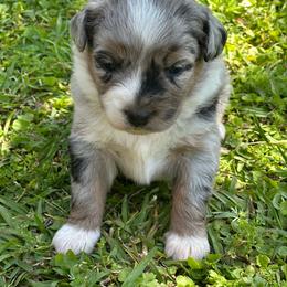Snow White - Blue merle female Miniature Australian Shepherd puppy in Doddridge, Arkansas from Huddleston Farm