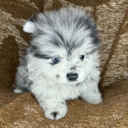 Boy 4 - Blue merle male Pomeranian puppy in Tucson, Arizona from Kristy's Pomeranians