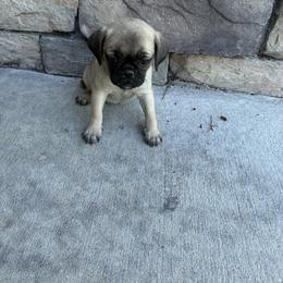 Boy 3 - Fawn male Pug puppy in Brooksville, Florida from Windsorsprings