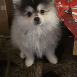 Ollie - Pomsky