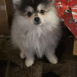 Ollie - Pomsky
