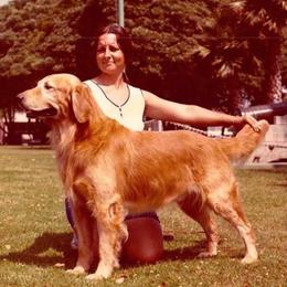 Golden Retrievers from Krishna Kennels