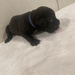 Blue - Black male Cane Corso puppy in Hallettsville, Texas from Gladiator Acres