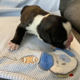Boxer Puppies from Primo Amore Boxers