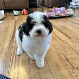 White Tricolor 1 - Tri-color male Bernedoodle puppy in Brooksville, Florida from Kruger Doodles