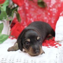 PACE - Reserved - Black and cream male Dachshund puppy in Graceville, Florida from Misty's 101 Doxies