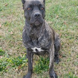 Cane Corso Puppies from Fortune Star Ultimate K9s