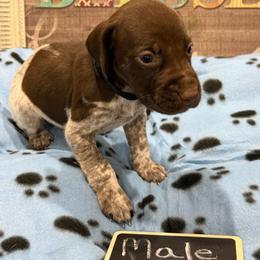 Male 3 - Liver roan male German Shorthaired Pointer puppy in Kathleen, Florida from Alex Yates GSP's