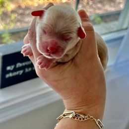 Cockapoo and Cocker Spaniel Puppies from Rome & Reign Farm