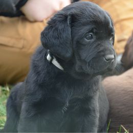 Silver - Black female Labrador Retriever puppy in Waite Hill, Ohio from Hillstone Labradors