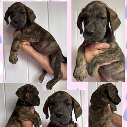 Hennessy - Brindle female Great Dane puppy in Wellsville, New York from Prophecy Danes