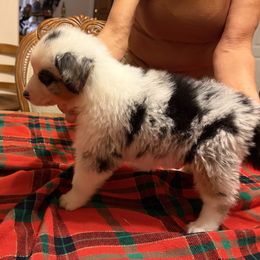 Australian Shepherd puppies from Cutting Up Ranch  Australian Shepherds
