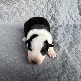 Girl 4 - Black and white female Border Collie puppy in Centerville, Washington from Forthright Farms