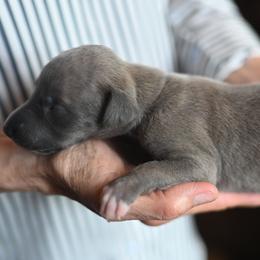 Misty - Blue brindle female Whippet puppy in Gentry, Arkansas from Mardel Robeson of Mulberry Hollow Whippets