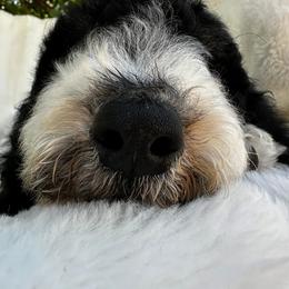 Bernedoodle and Cavapoo Puppies from Dulcito Doodles