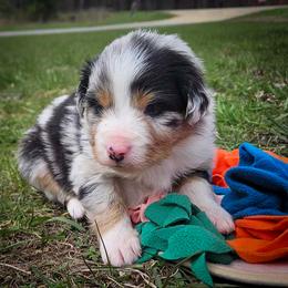 Steve the pirate - Blue merle Miniature American Shepherd puppy in Valparaiso, Indiana from Wigglebutt
