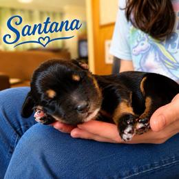 Santana - Tri-color male Bernedoodle puppy in Louisville, Arkansas from Darlin’s Doodles