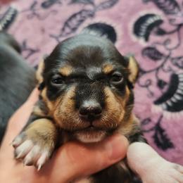 Lacey - Black and tan female Dachshund puppy in Ashland, Mississippi from Hope's pups