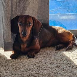 Opal - Dachshund