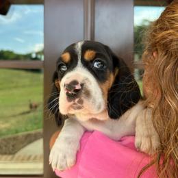 Ginny - Black white and brown female Basset Hound puppy in Yadkinville, North Carolina from K&B Farms & Bassets