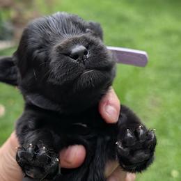 Lavender - Black female Newfoundland puppy in Independence, Missouri from K & L Ranch