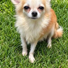Foxy - Chihuahua