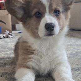 Shortcake - Fawn female Pembroke Welsh Corgi puppy in Warners, New York from Stone Cottage Corgis of New York