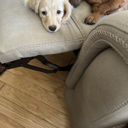 Dachshund Puppies from Dachshund Family Love Breeders