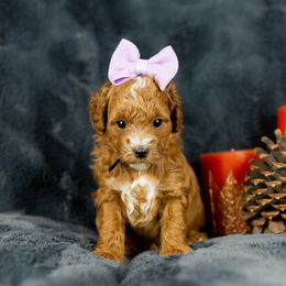 Girl 1 - Red  Goldendoodle puppy in Riverton, Utah from Utah Doodlebug