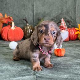 Tatum - Dapple female Dachshund puppy in Lincoln, Arkansas from Red Dirt Dachshunds