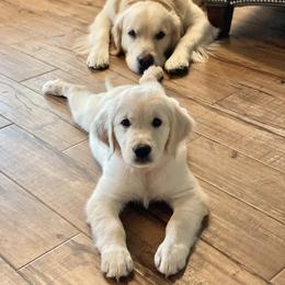 Golden Retriever Puppies from Pushin’ Sand Goldens
