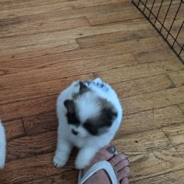 Pomeranians from Mary Lemmer's Pomeranians