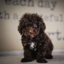 Drift - Brown male Poodle puppy in Caldwell, Idaho from Boise Doodle Co.