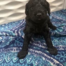 Pink-Mini - Black female Goldendoodle puppy in Millville, New Jersey from Michelle's Doodles