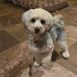 Janie - Yorkipoo