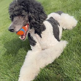 Poodles from Majestic Standard Poodles