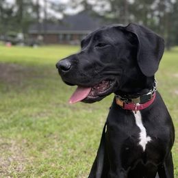 Golden Retrievers and Labrador Retrievers from Beards Creek Kennels