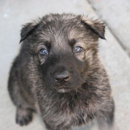 Shiloh Shepherd Puppies from Solace Shilohs