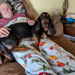 Oakley - Basset Hound