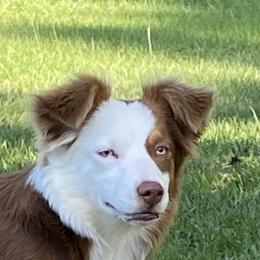 Shyloh - Miniature Australian Shepherd