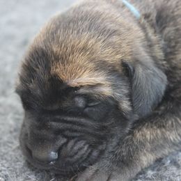 Mastiff Puppies from Fire Creek Mastiffs