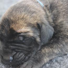 Mastiff Puppies from Fire Creek Mastiffs
