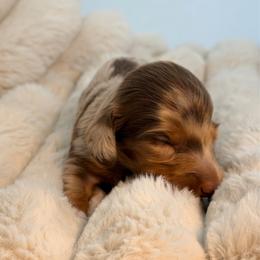 Todd - Dapple male Dachshund puppy in Red Bluff, California from Down The Hill Potterdale