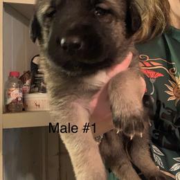 Male 1 - Fawn male Anatolian Shepherd Dog puppy in Daggett, Michigan from T&S Anatolians