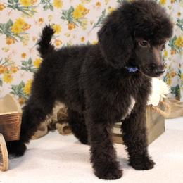 Baguette - Black male Poodle puppy in Peyton, Co, Usa, Colorado from Peyton Poodles